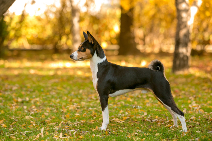 Basenji, foto: Shutterstock