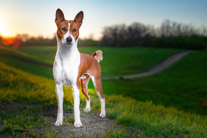 Basenji, foto: Shutterstock