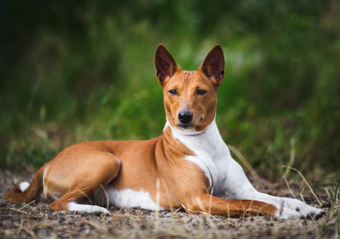 Basenji, foto: Shutterstock