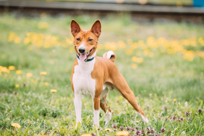 Basenji, foto: Shutterstock