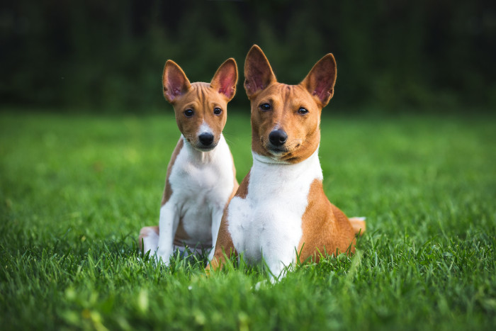 Basenji, foto: Shutterstock