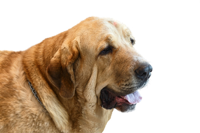 Dánská doga, foto: Shutterstock