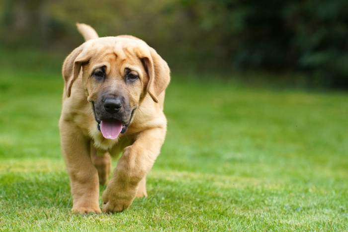 Štěně dánské dogy, foto: Shutterstock