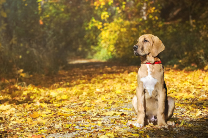Štěně dánské dogy, foto: Shutterstock