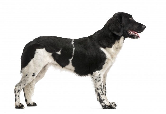 Fríský ohař, foto: Shutterstock