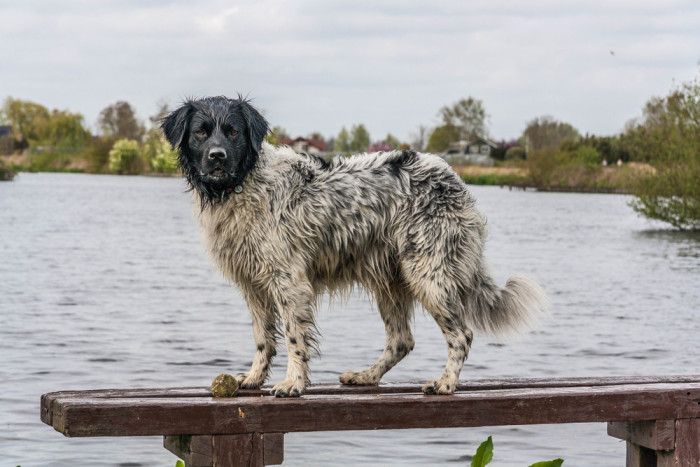 Fríský ohař, foto: Shutterstock