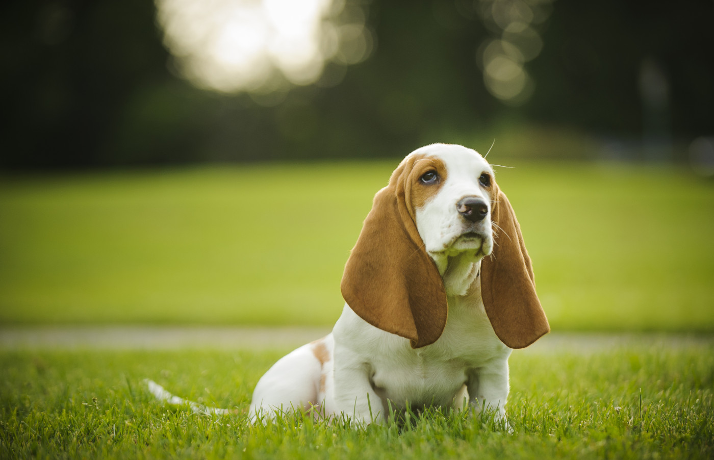 Baset - Atlas psů | iFauna.cz
