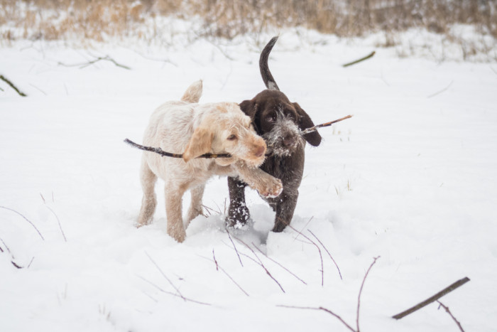 Italský spinone, foto: Shutterstock