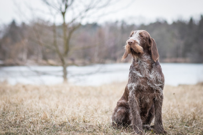 Italský spinone, foto: Shutterstock