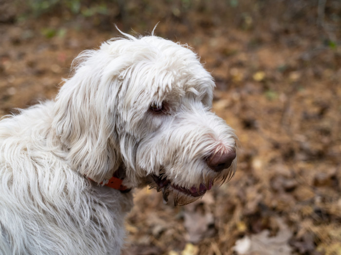 Italský spinone, foto: Shutterstock