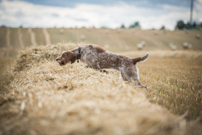 Italský spinone, foto: Shutterstock