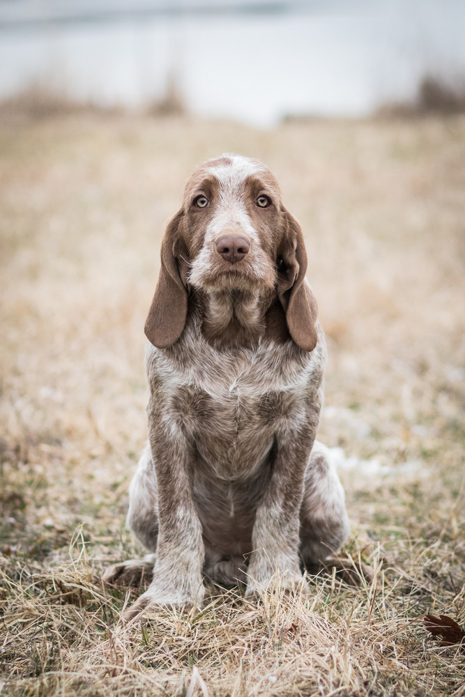 Italský spinone, foto: Shutterstock