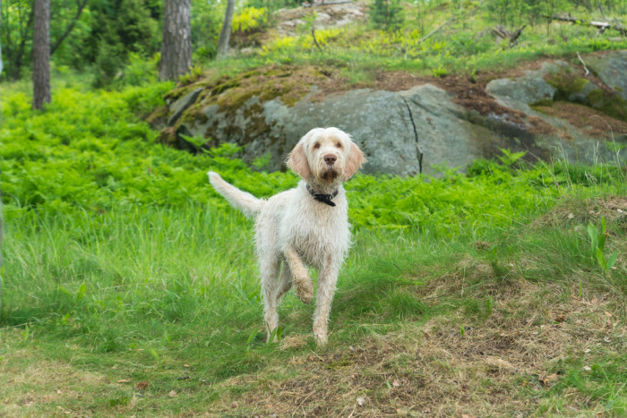 Italský spinone, foto: Shutterstock