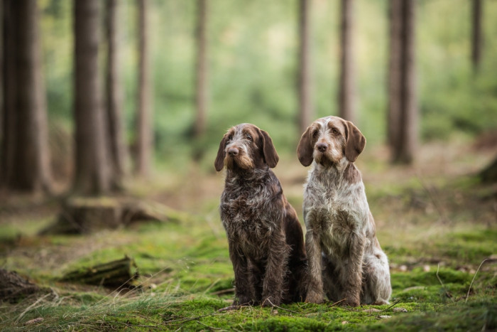 Italský spinone, foto: Shutterstock