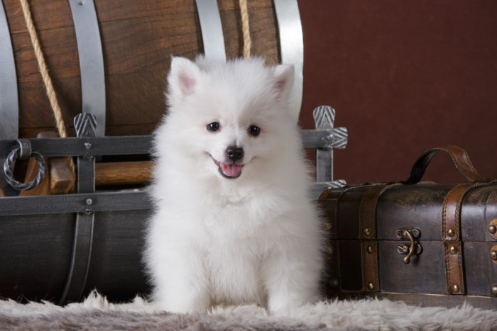 Štěně italského volpina, foto: Shutterstock