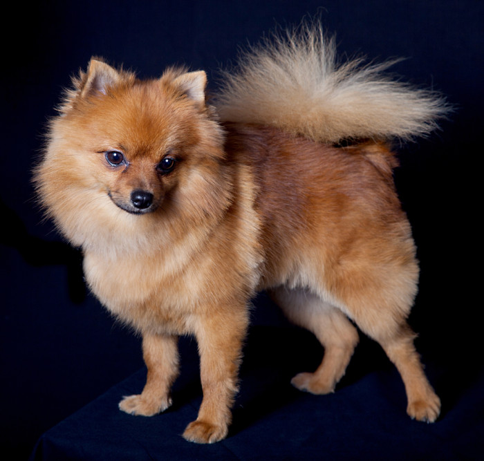 Italský volpino, foto: Shutterstock