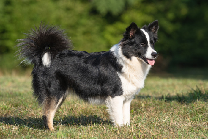 Islandský pes, foto: Shutterstock
