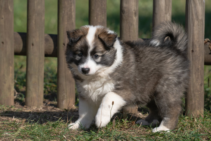 Islandský pes, štěně. Foto: Shutterstock