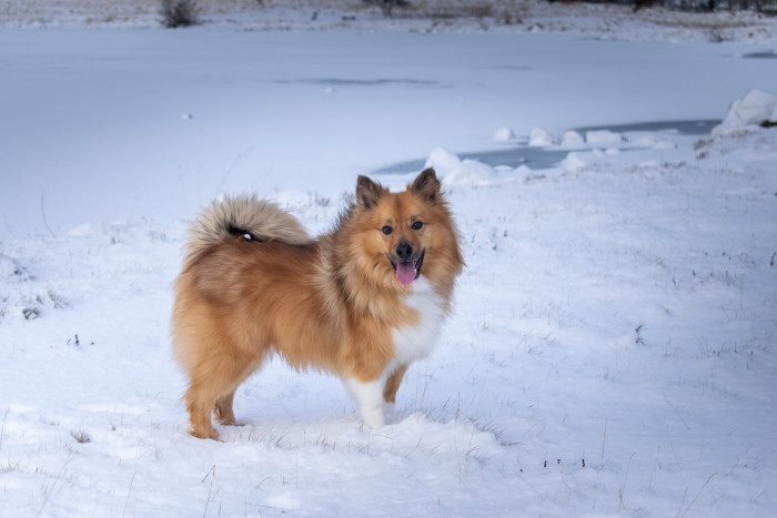 Islandský pes, foto: Shutterstock