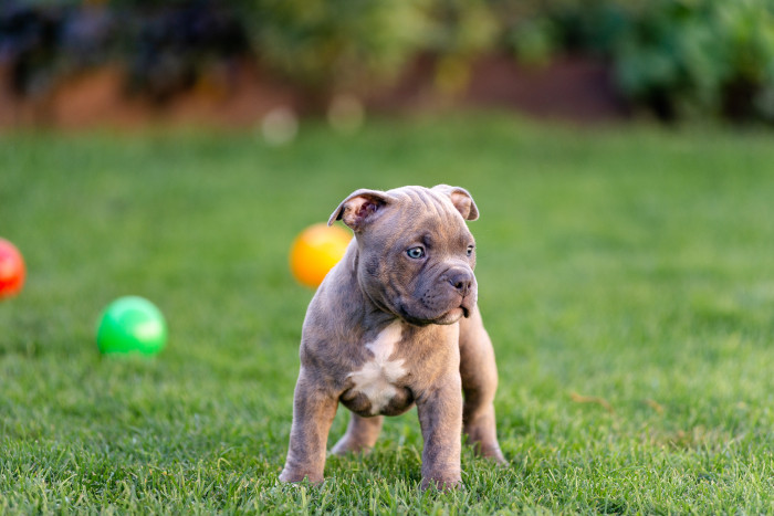 American Bully, štěně. Foto: Shutterstock