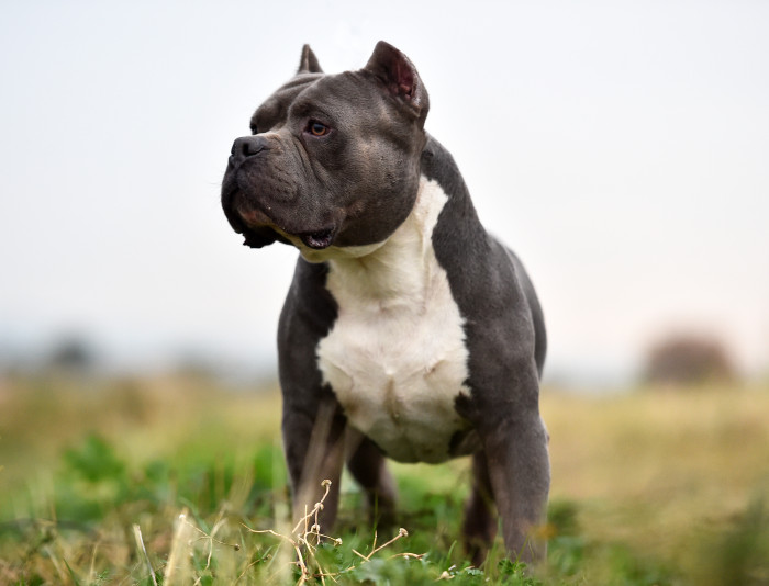 American Bully, foto: Shutterstock (Fotografie pochází ze zahraničí, kde je běžné kupírování uší. V ČR je tato praktika nezákonná.)