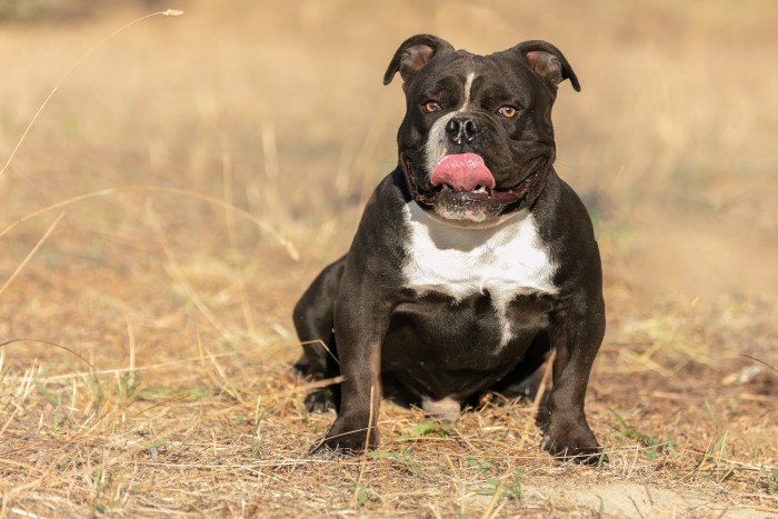 American Bully, foto: Shutterstock
