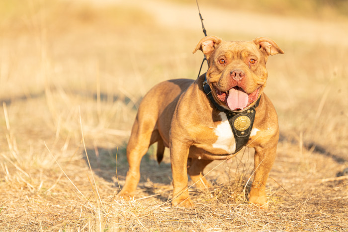 American Bully, foto: Shutterstock