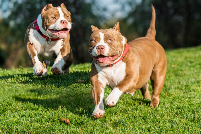 American Bully, foto: Shutterstock (Fotografie pochází ze zahraničí, kde je běžné kupírování uší. V ČR je tato praktika nezákonná.)
