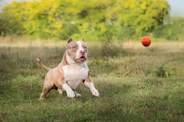 American Bully, foto: Shutterstock (Fotografie pochází ze zahraničí, kde je běžné kupírování uší. V ČR je tato praktika nezákonná.)