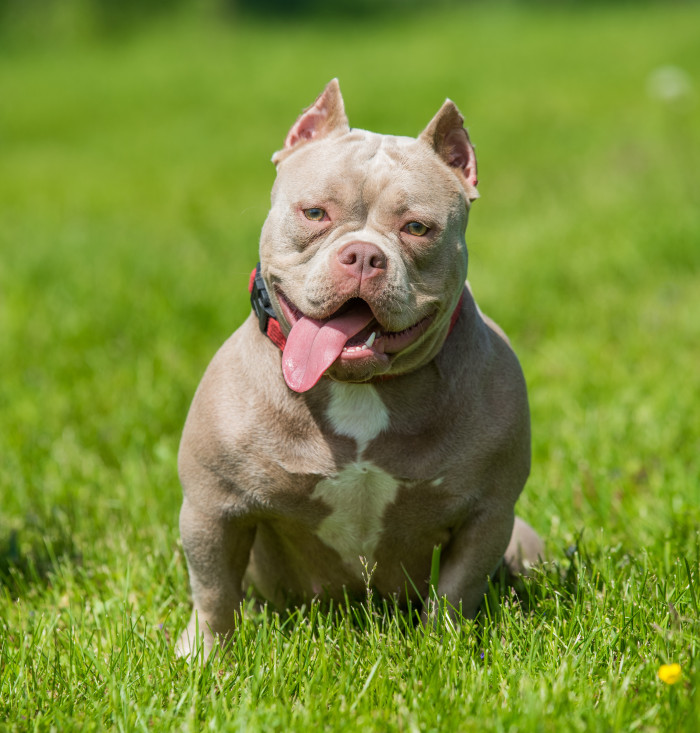 American Bully, foto: Shutterstock (Fotografie pochází ze zahraničí, kde je běžné kupírování uší. V ČR je tato praktika nezákonná.)