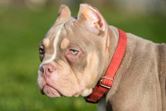 American Bully, foto: Shutterstock (Fotografie pochází ze zahraničí, kde je běžné kupírování uší. V ČR je tato praktika nezákonná.)