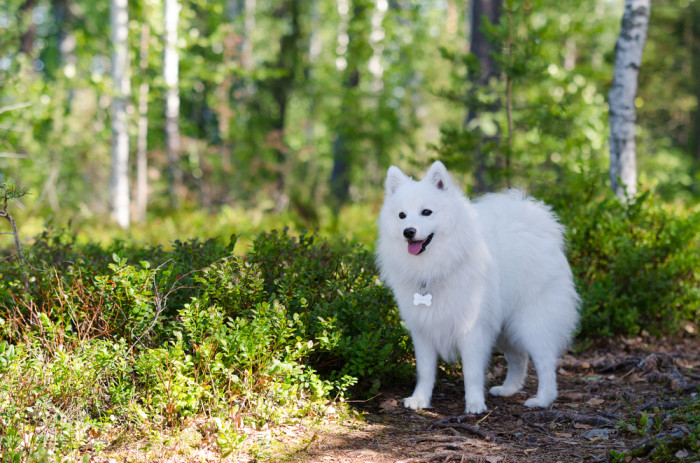 Japonský špic, foto: Shutterstock