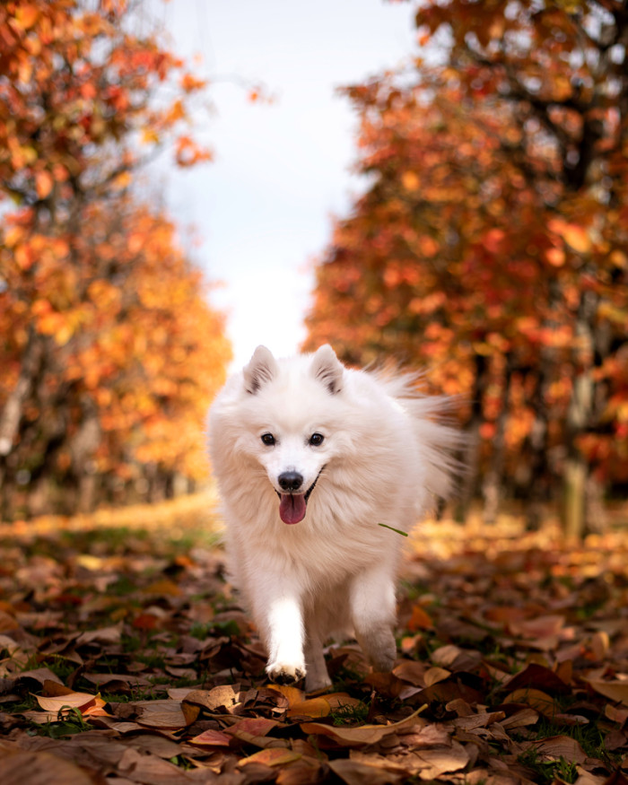 Japonský špic, foto: Shutterstock