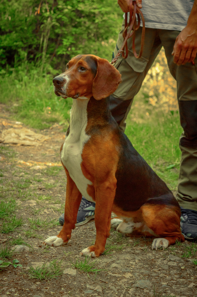 Jugoslávský trikolorní honič, foto: Shutterstock