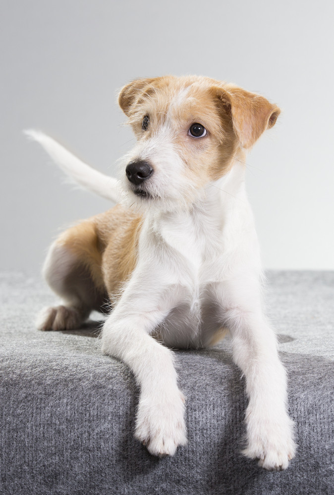 Kromfohrländer, foto: Shutterstock