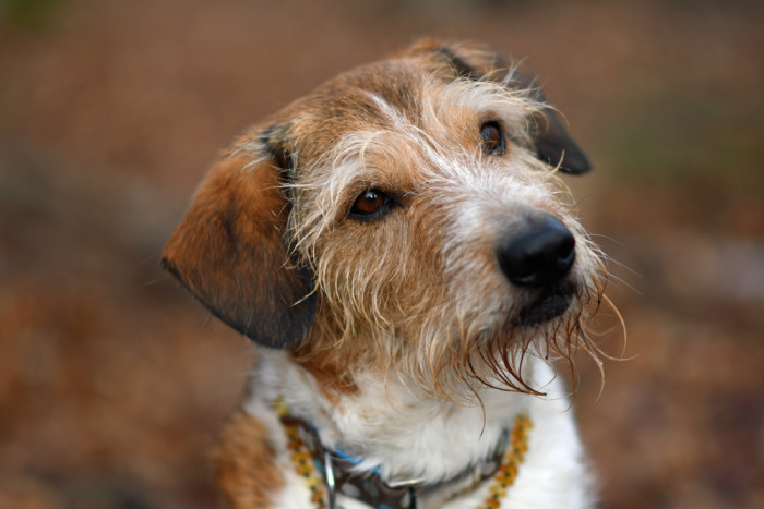 Kromfohrländer, foto: Shutterstock