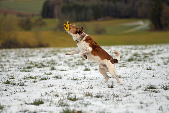 Kromfohrländer, foto: Shutterstock