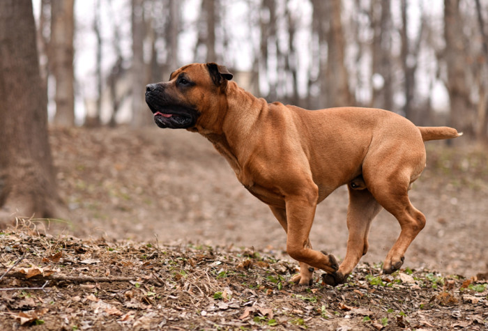 Boerboel, foto: Shutterstock