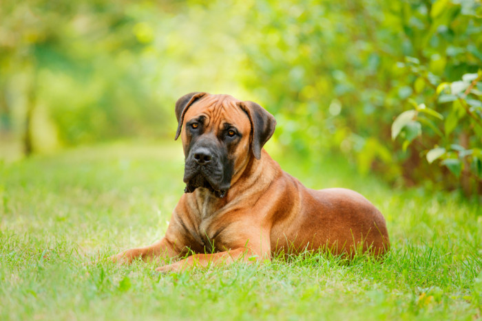 Boerboel, foto: Shutterstock