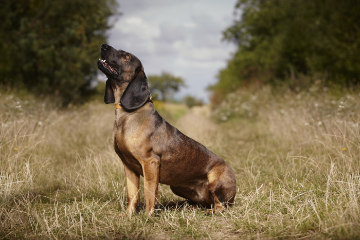 Bavorský barvář, foto: Shutterstock