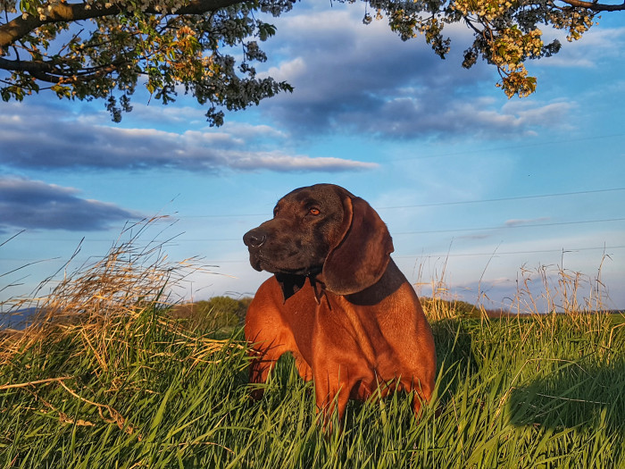 Bavorský barvář, foto: Shutterstock