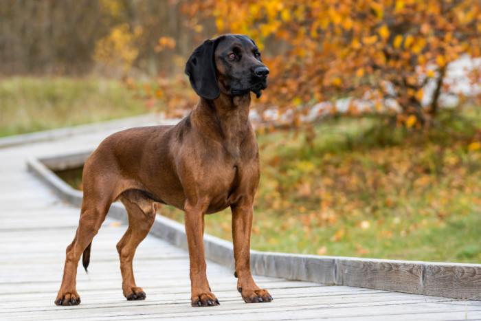 Bavorský barvář, foto: Shutterstock