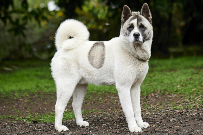 Norský buhund, foto: Shutterstock