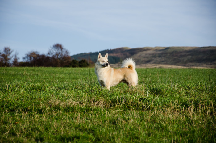 Norský buhund, foto: Shutterstock