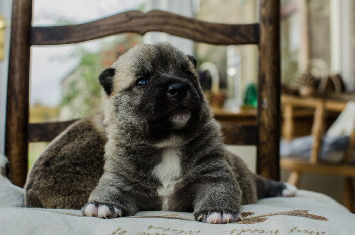 Norský buhund, štěně. Foto: Shutterstock