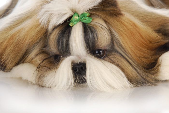 Shi-tzu, foto: Shutterstock