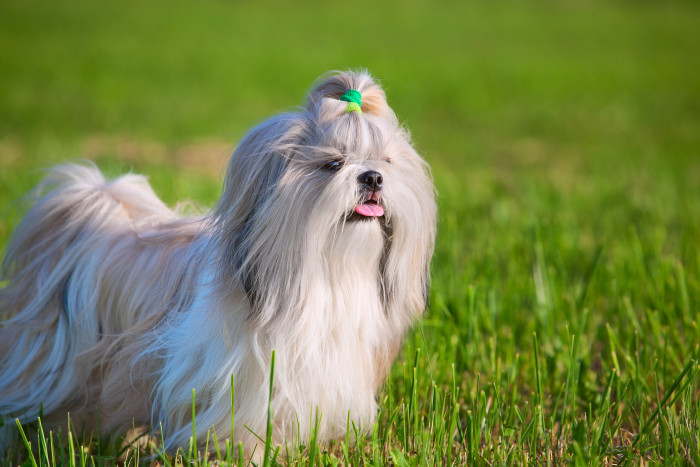 Shi-tzu, foto: Shutterstock