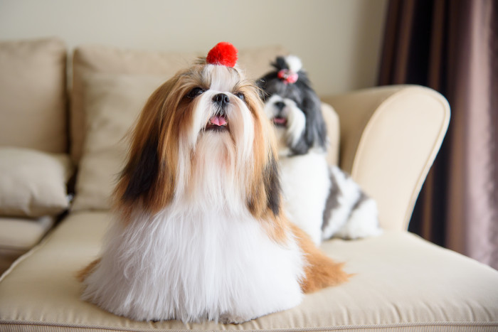Shi-tzu, foto: Shutterstock