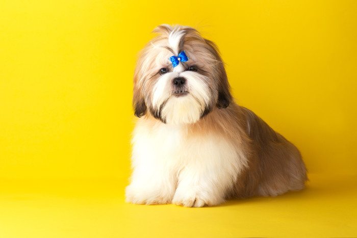 Shi-tzu, štěně. Foto: Shutterstock