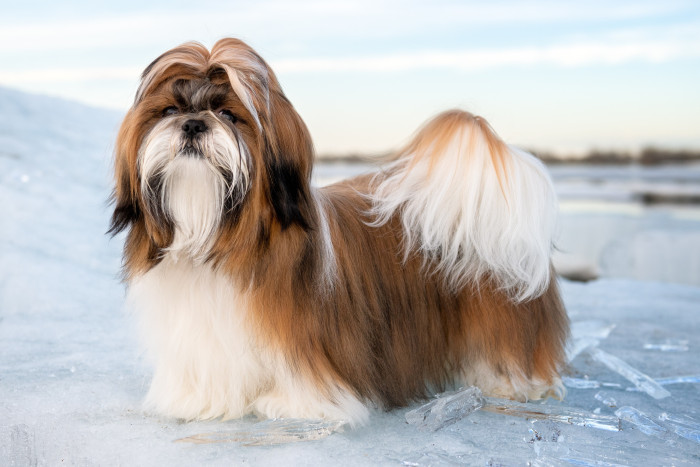 Shi-tzu, foto: Shutterstock
